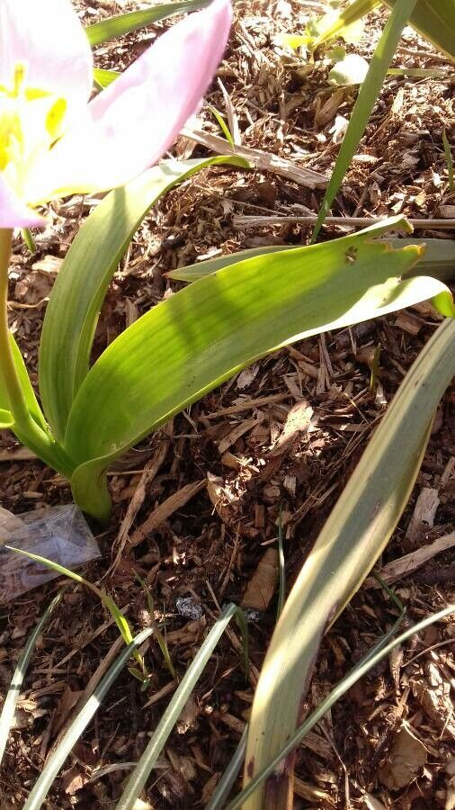 Tulipa humilis — search result for 'Syria'