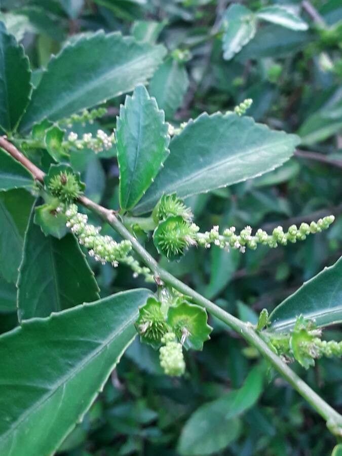Acalypha siamensis fruit