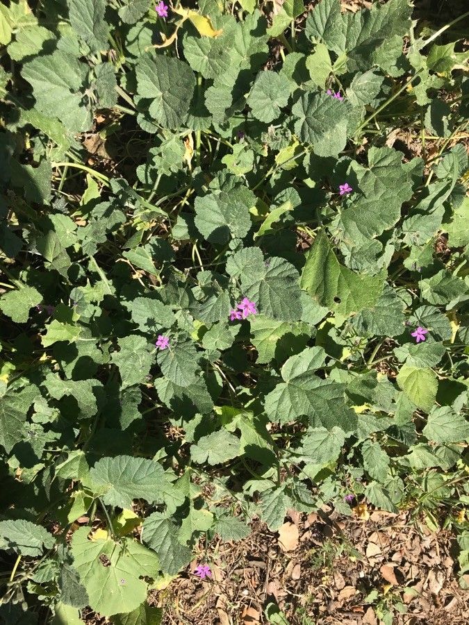 Erodium maritimum habit