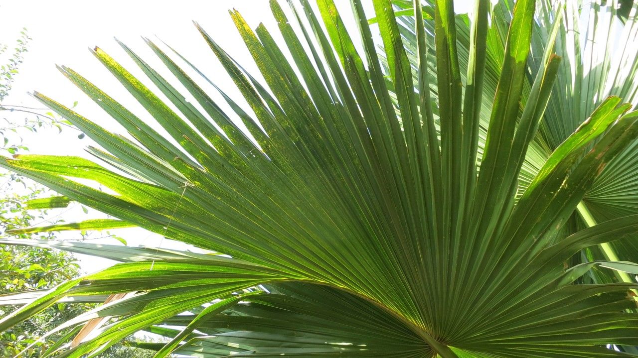 Corypha umbraculifera leaf