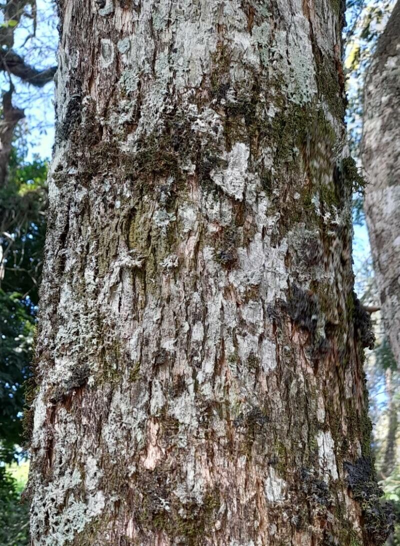 Jacaranda cuspidifolia bark