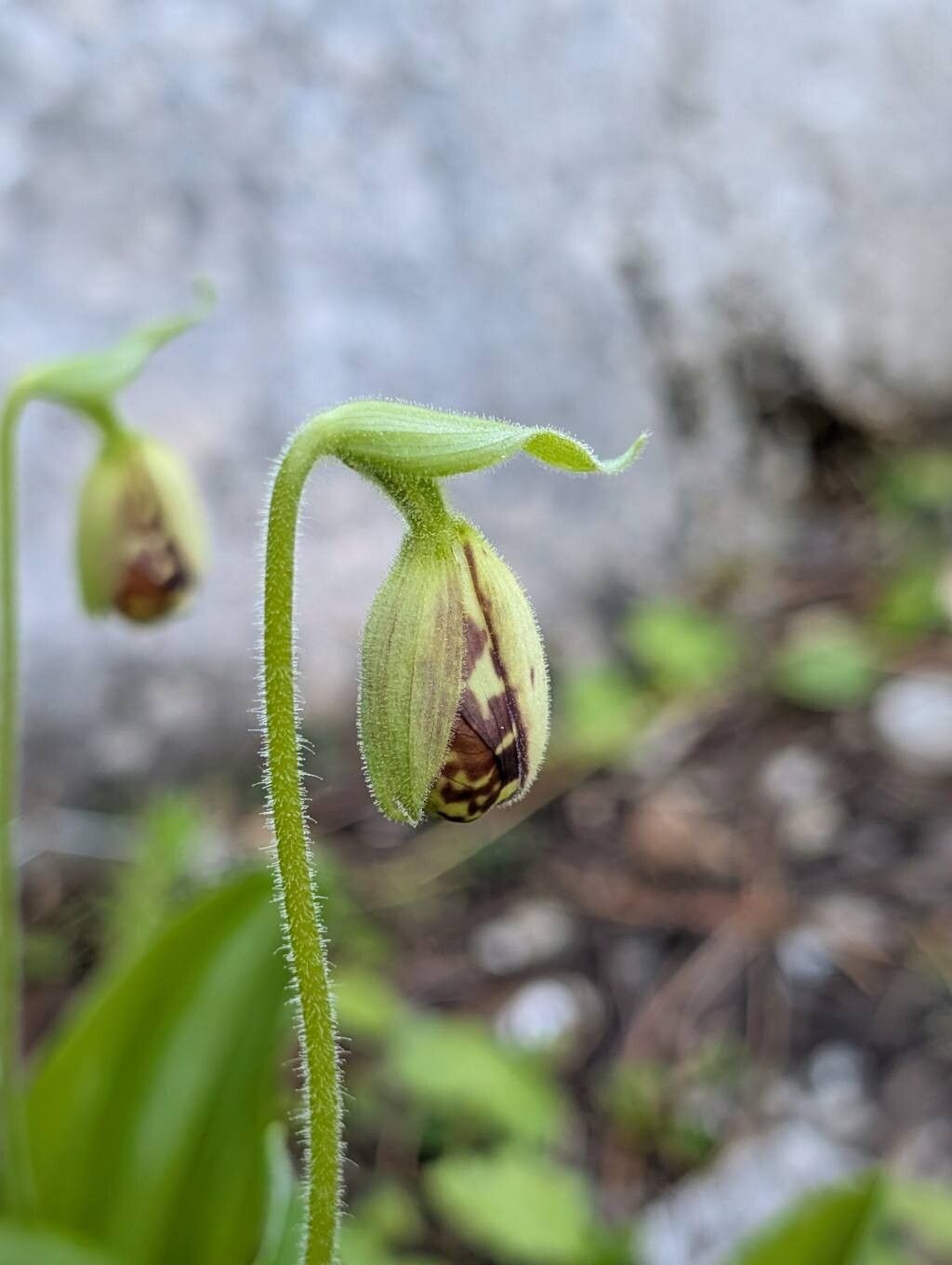 Cypripedium × alaskanum other