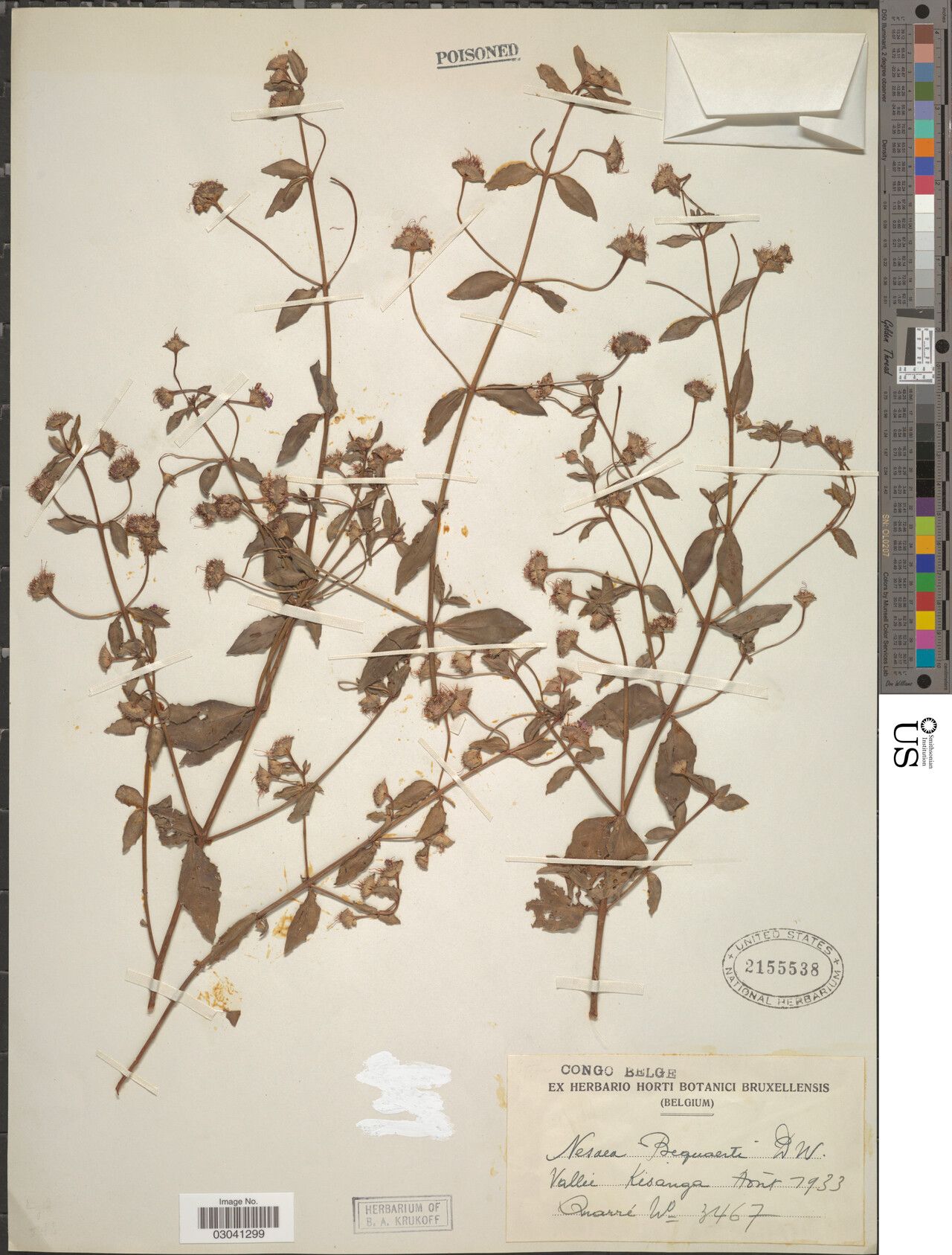 Ammannia bequaertii — related species from the same genus