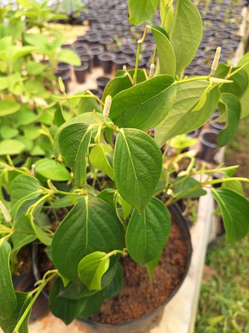 Piper callosum habit
