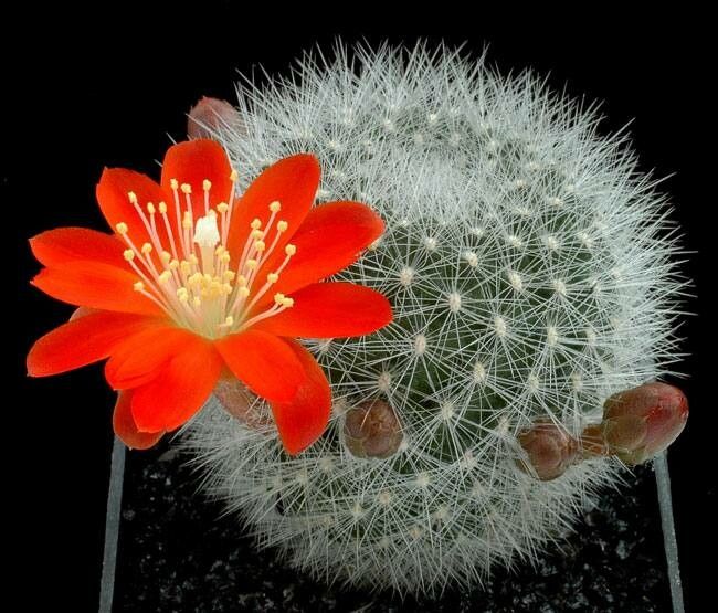 Aylostera pulvinosa — houseplant care guide