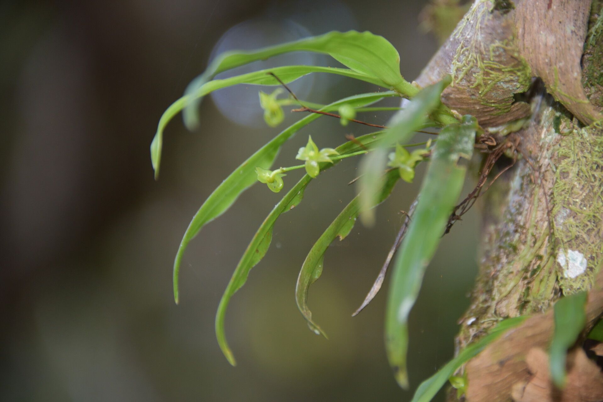 Angraecum dupontii — houseplant care guide