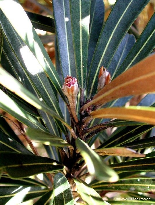 Planchonella baillonii fruit