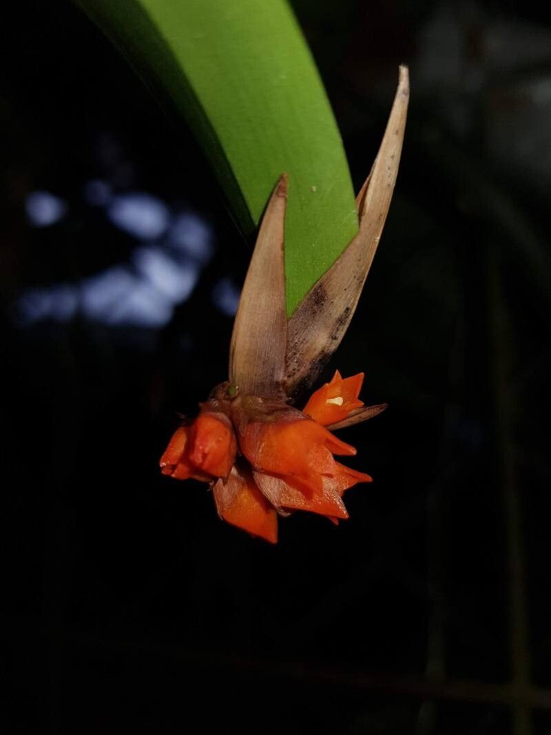 Maxillaria horichii — houseplant care guide