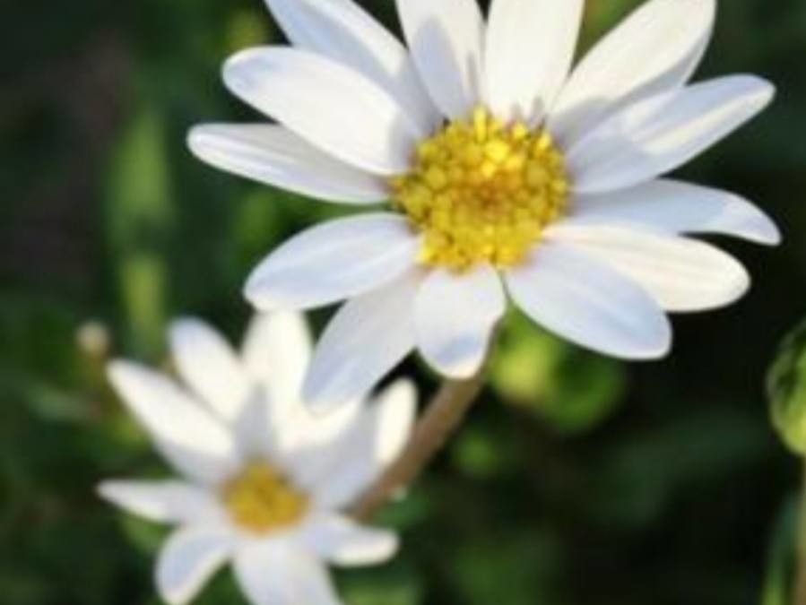 Felicia alba — search result for 'Namibia'