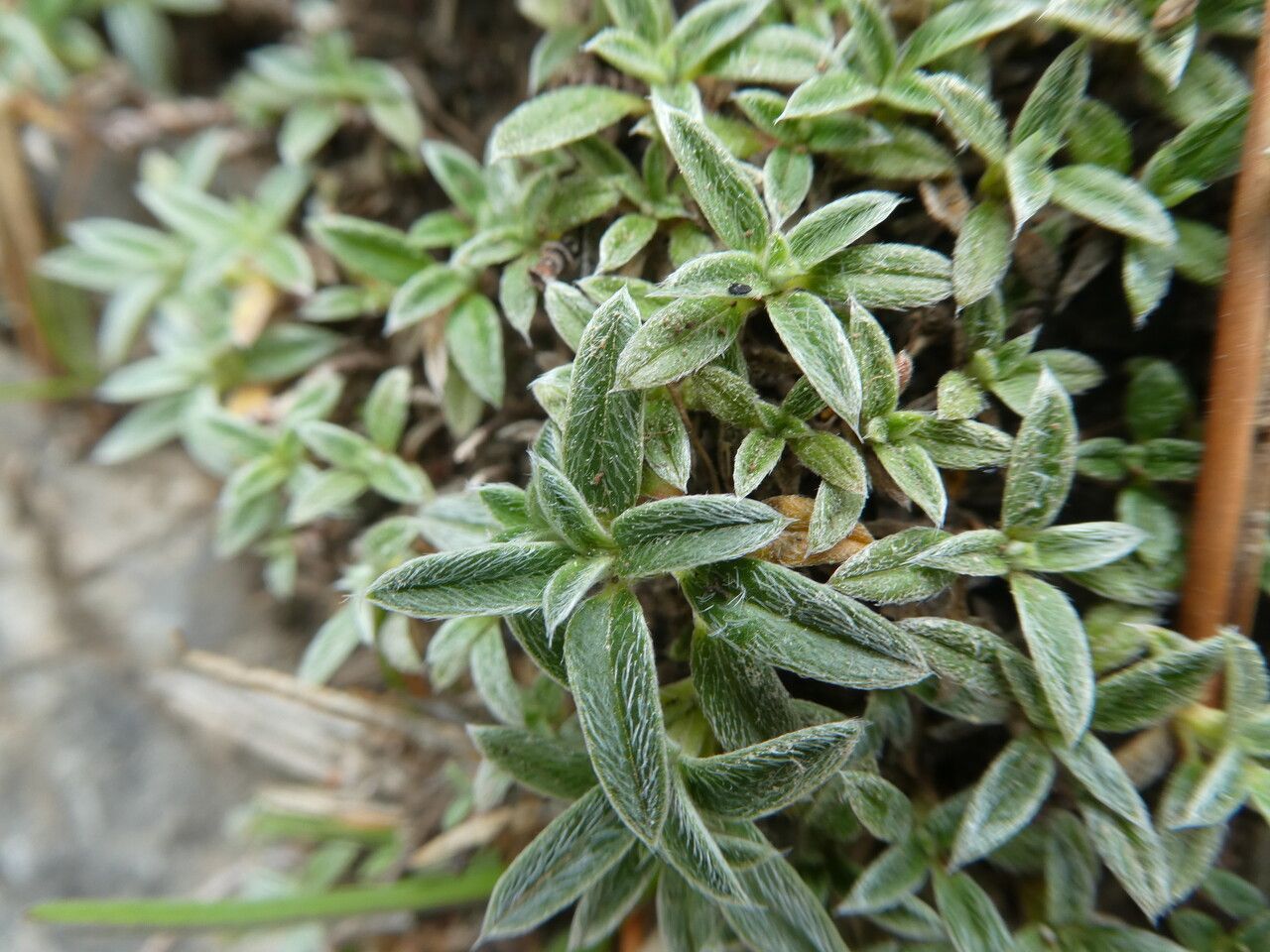 Helianthemum italicum — houseplant care guide