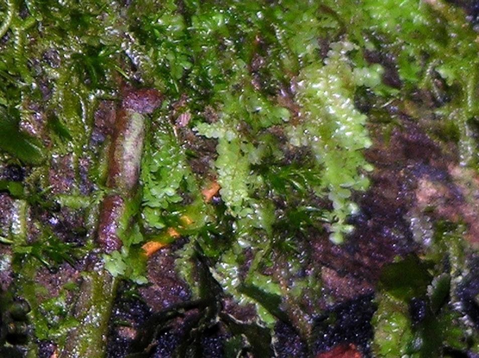 Trichomanes curtii bark