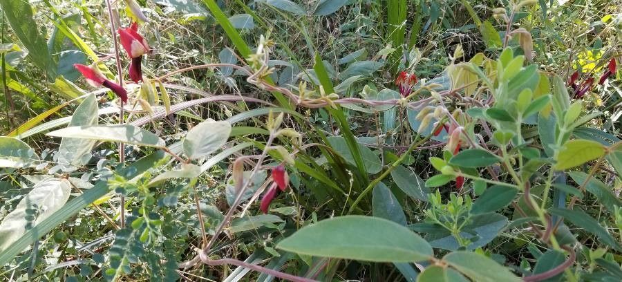 Kennedia rubicunda habit