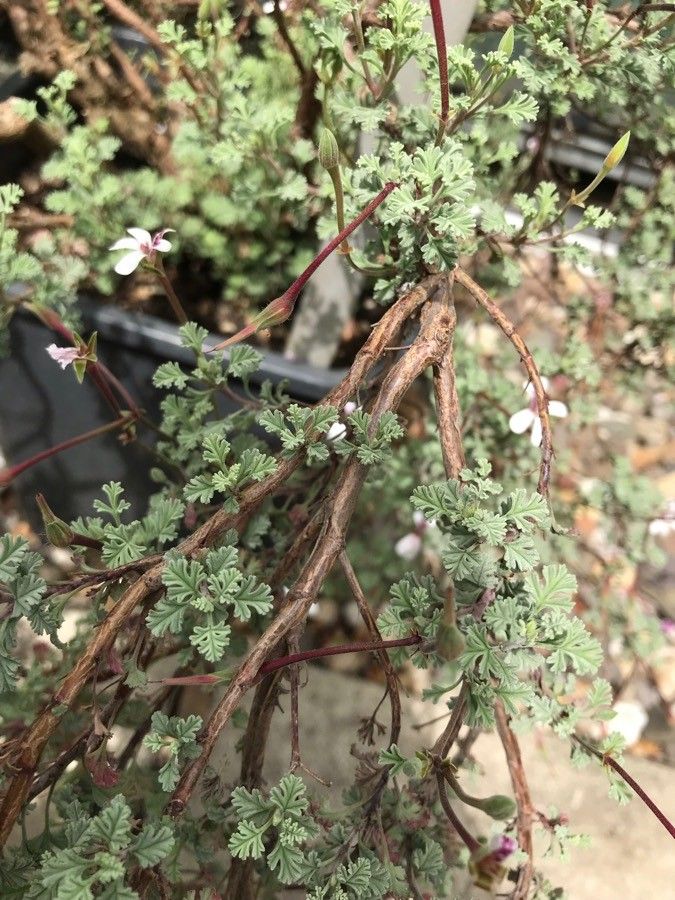 Pelargonium abrotanifolium bark
