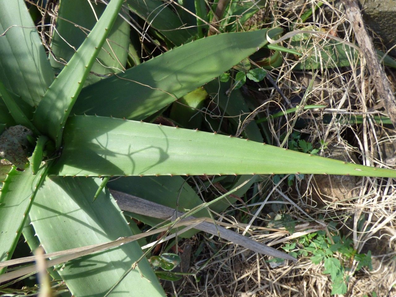 Aloe purpurea — houseplant care guide