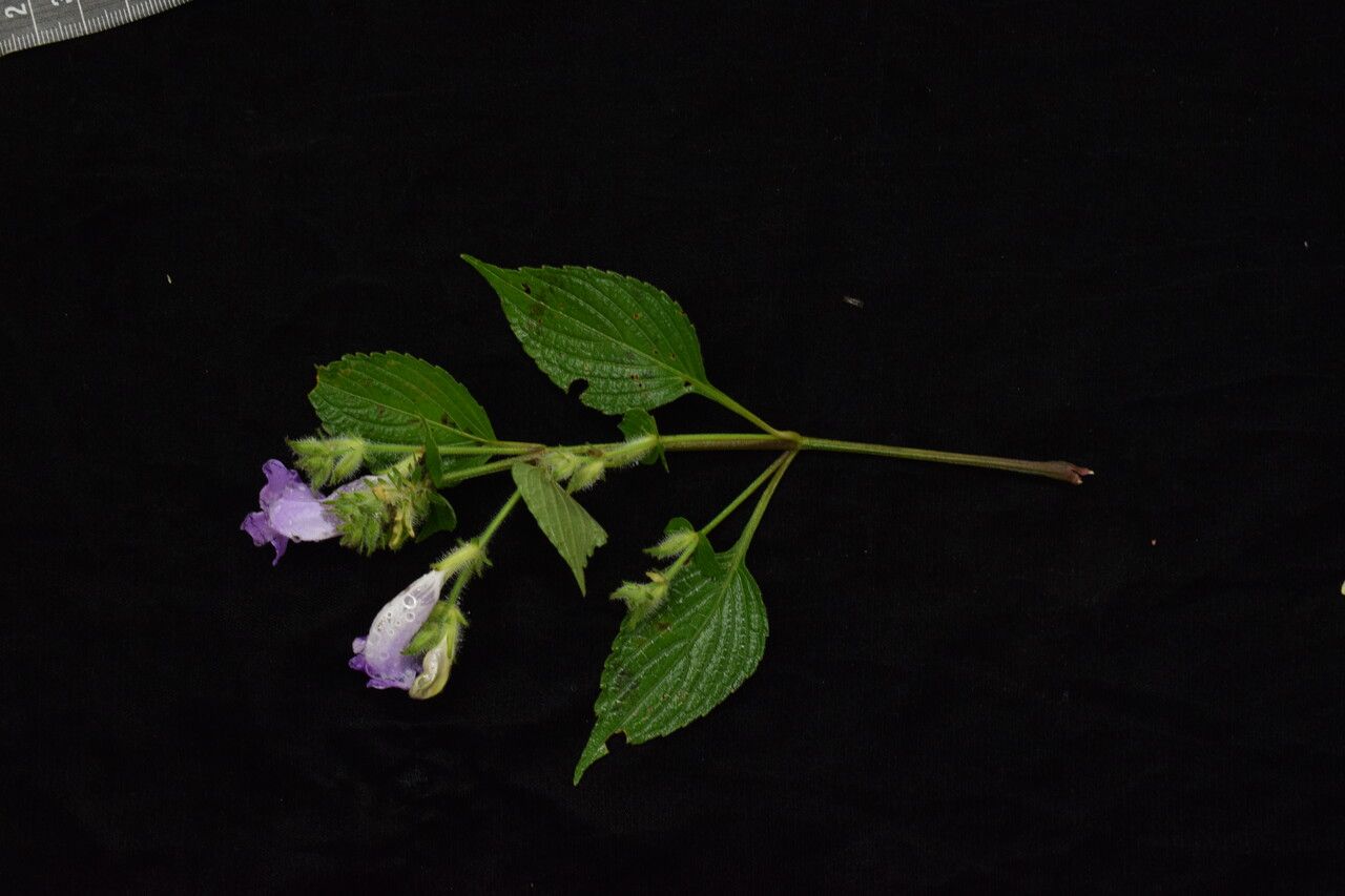 Strobilanthes lachenensis habit