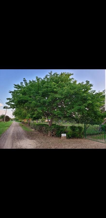 Pachira quinata leaf