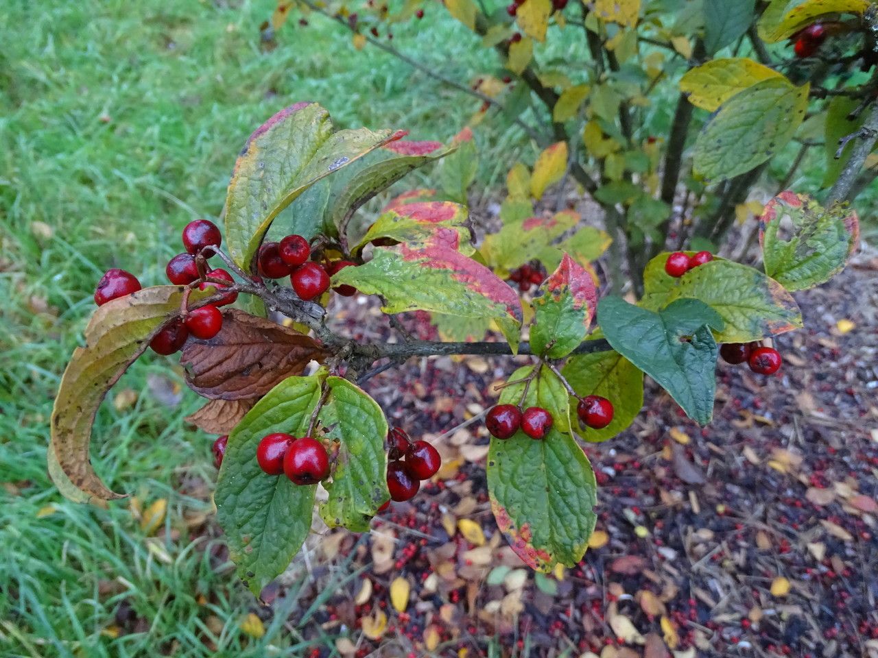 Cotoneaster rehderi — search result for 'Cotoneaster'
