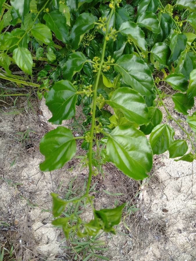Colubrina asiatica leaf