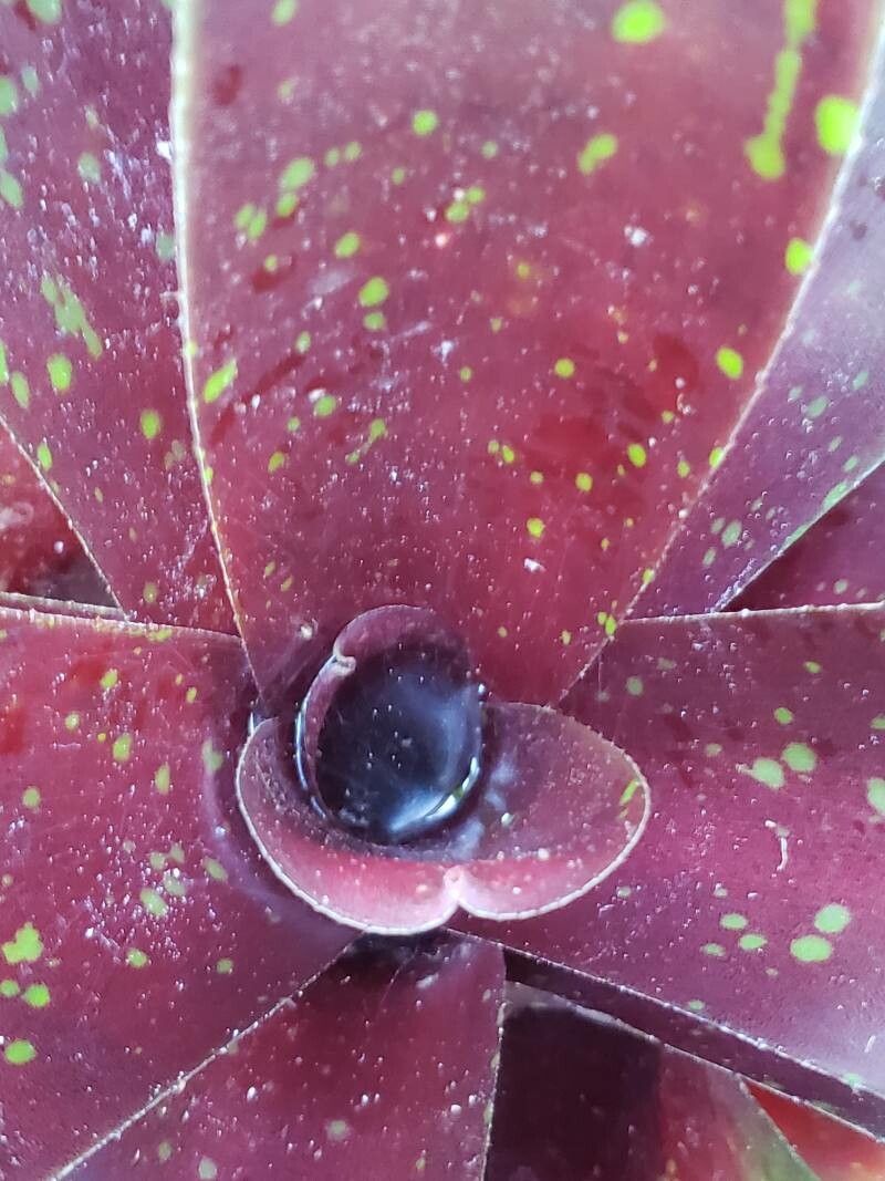 Neoregelia chlorosticta other