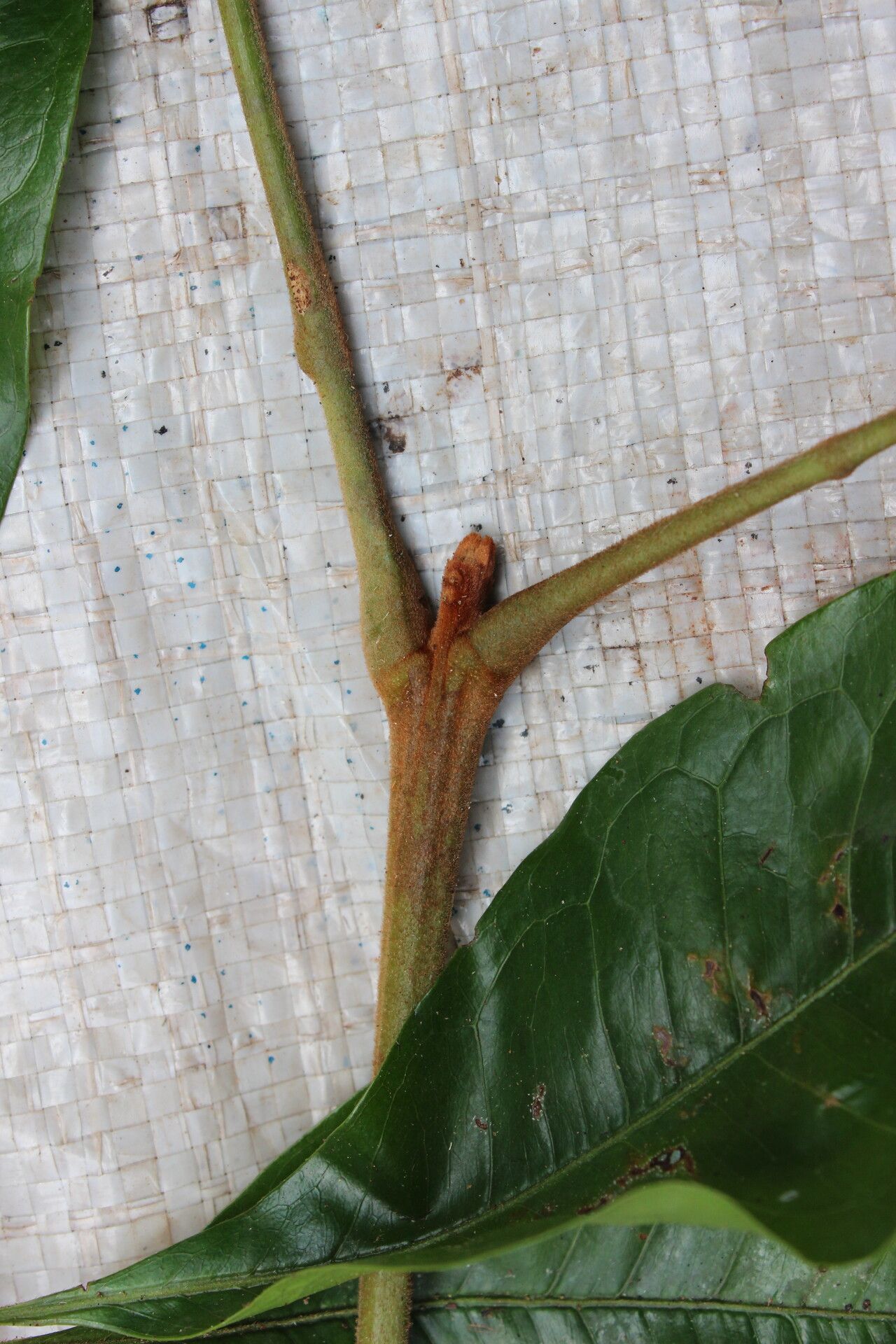 Bombax brevicuspe bark