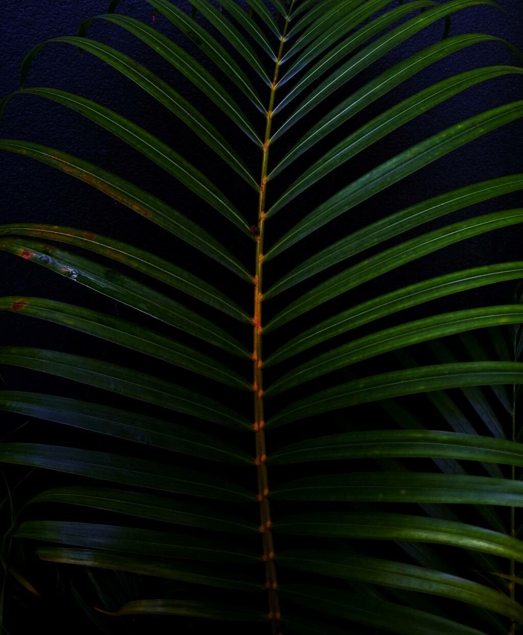 Chamaedorea tepejilote leaf