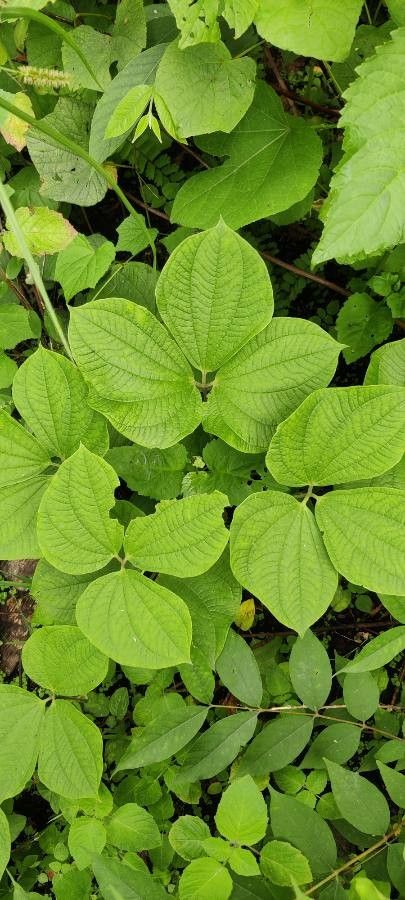 Dioscorea hispida — search result for 'Dioscorea'