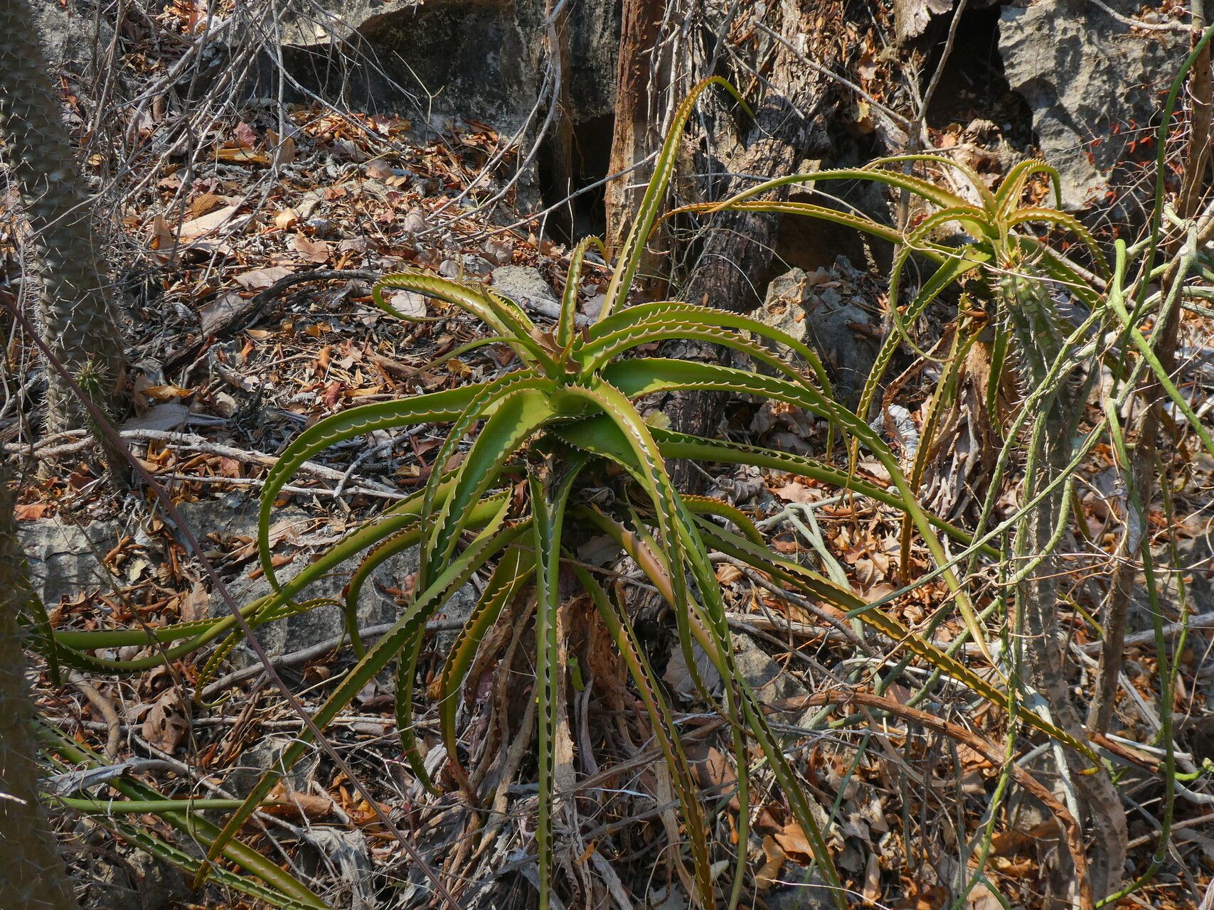 Aloe antonii — houseplant care guide
