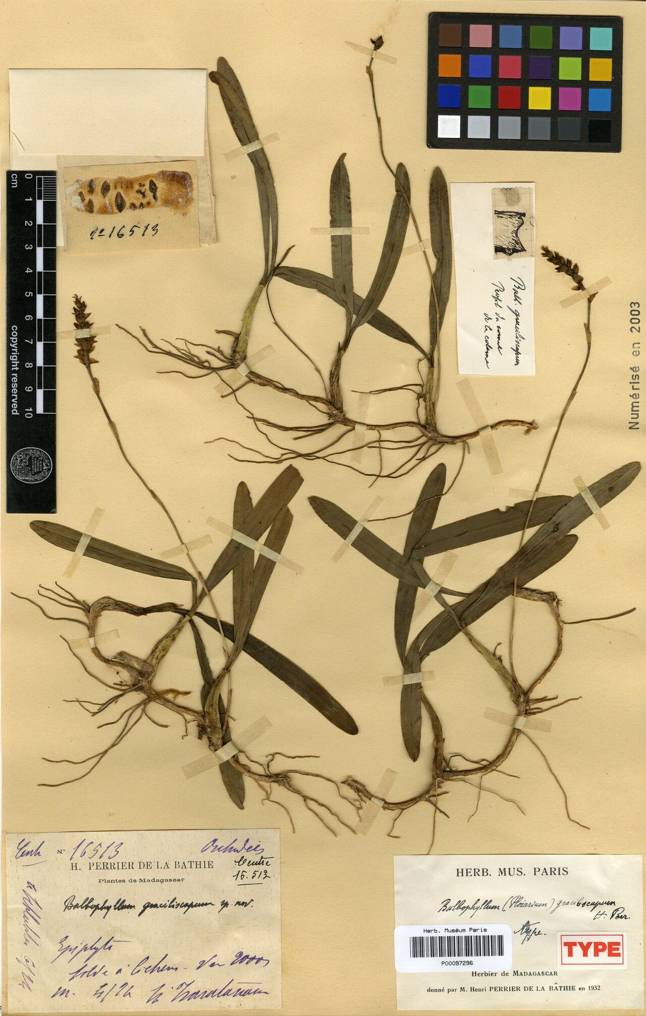 Bulbophyllum perseverans — houseplant care guide