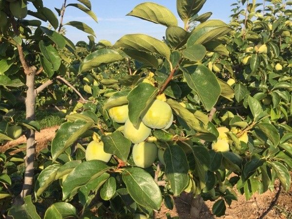 Diospyros whyteana fruit