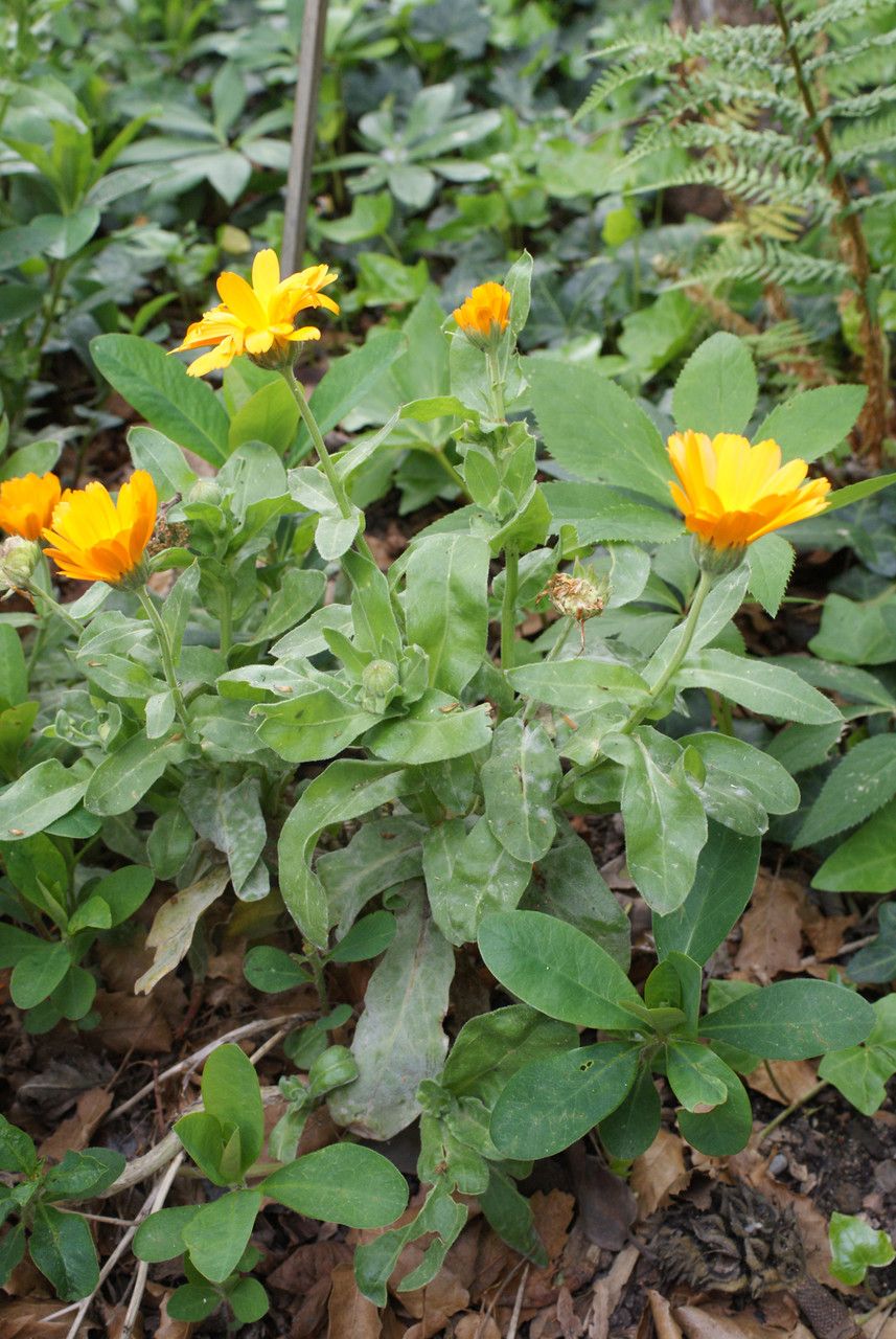 Calendula maroccana habit