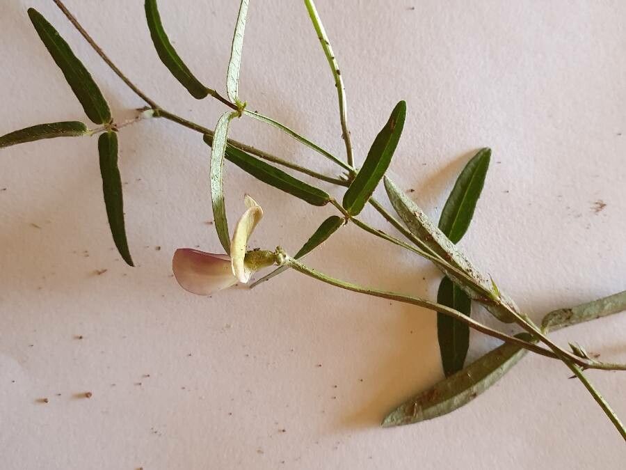 Vigna friesiorum leaf