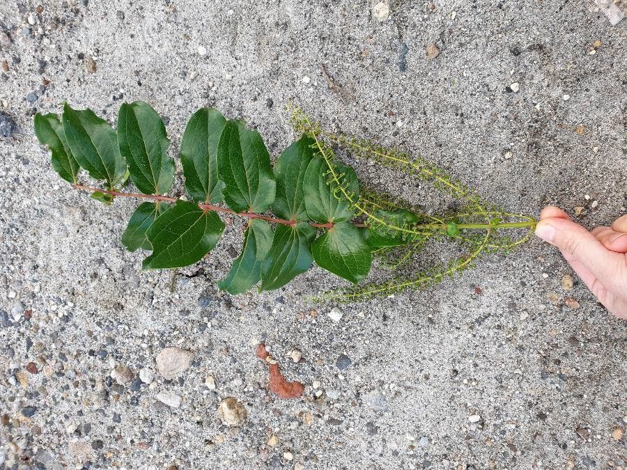 Coriaria arborea — related species from the same genus
