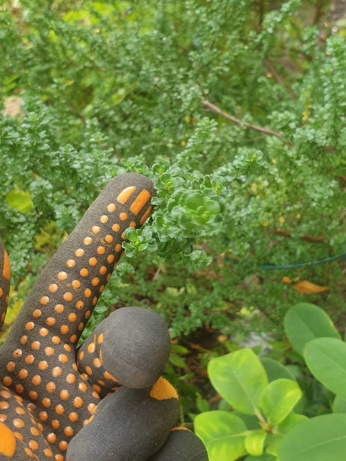 Prostanthera cuneata other