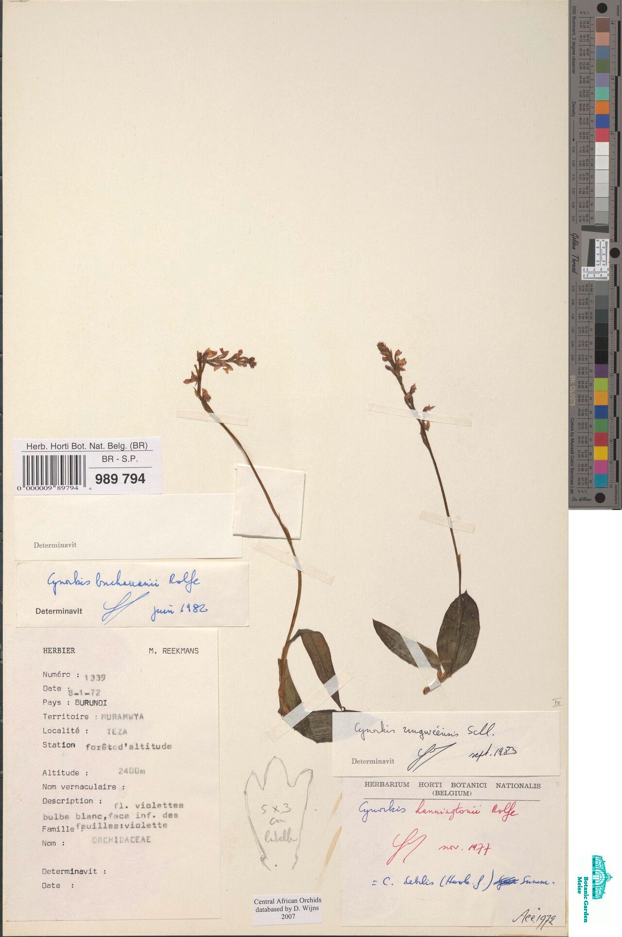 Cynorkis rungweensis — houseplant care guide