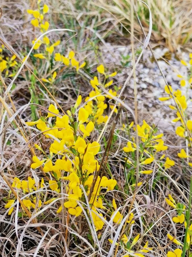 Cytisus pseudoprocumbens flower