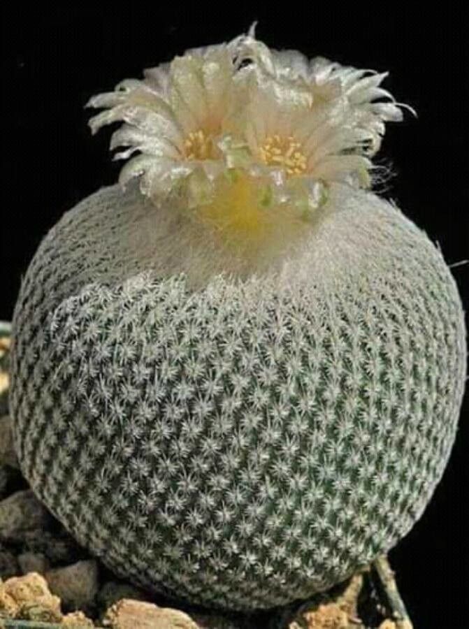 Parodia leninghausii flower