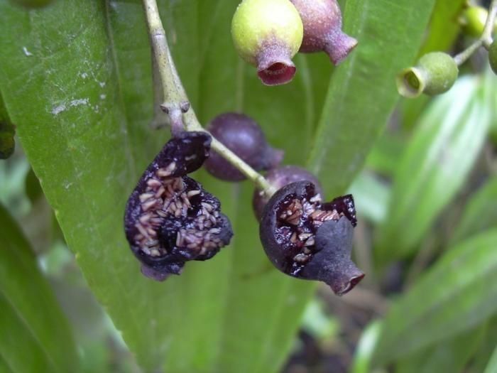 Miconia bicolor fruit
