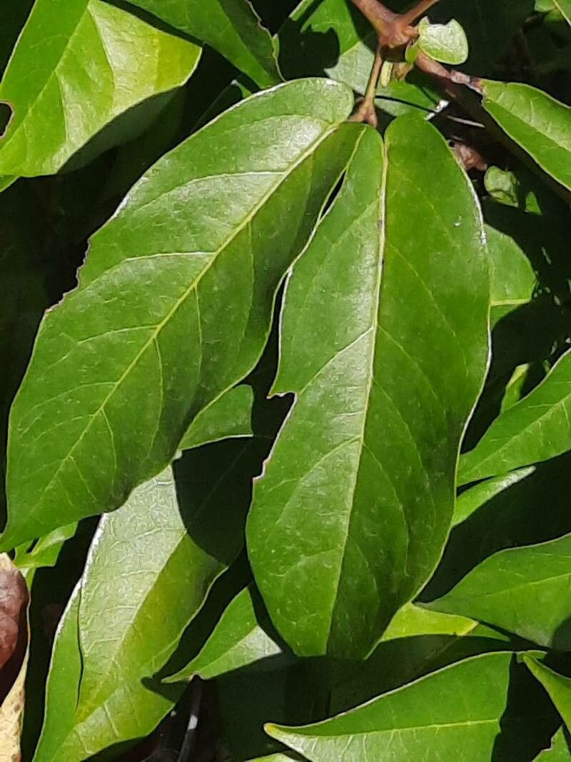 Bignonia capreolata — search result for 'Bignoniaceae'
