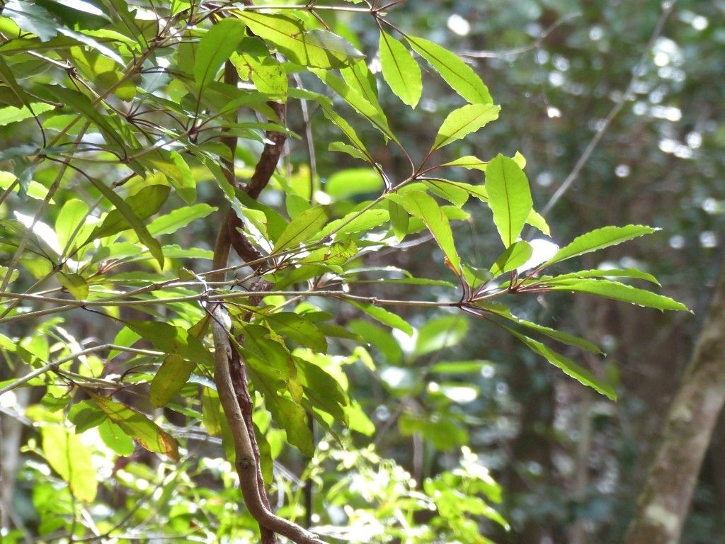 Pittosporum oreophilum habit