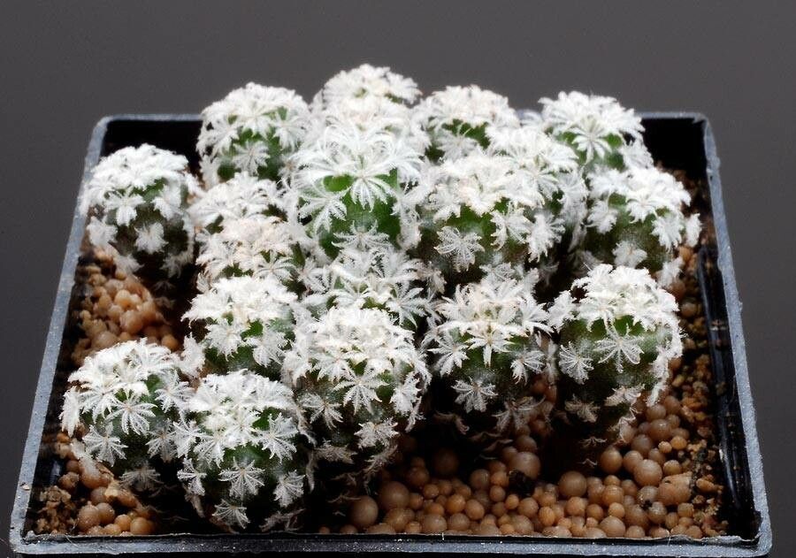 Sclerocactus warnockii habit