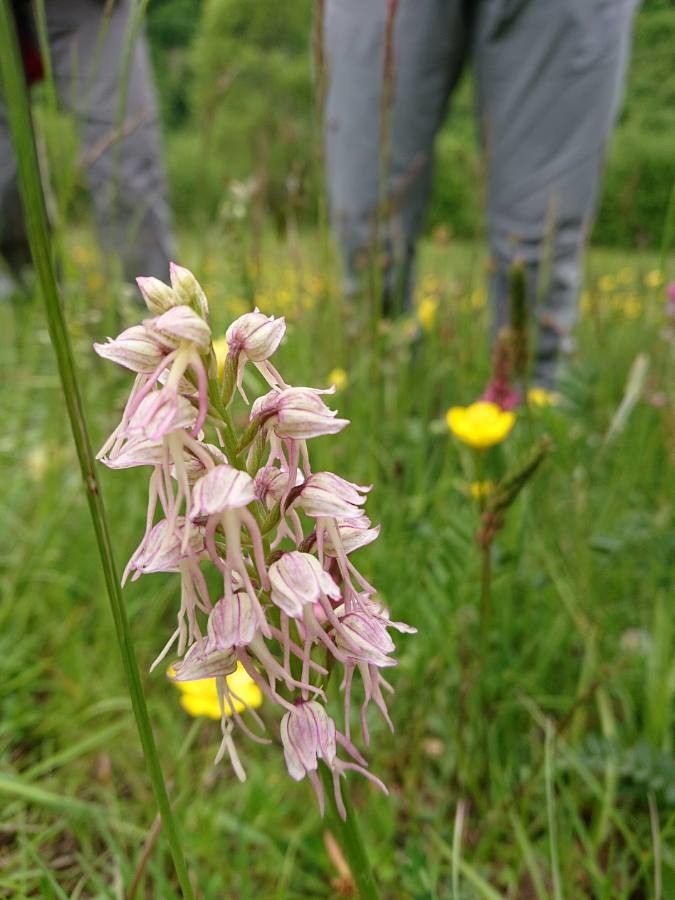Orchis × bergonii flower