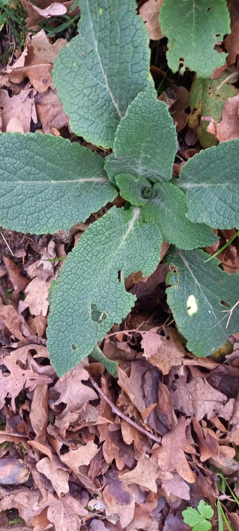 Symphytum x caeruleum — search result for 'Symphytum'