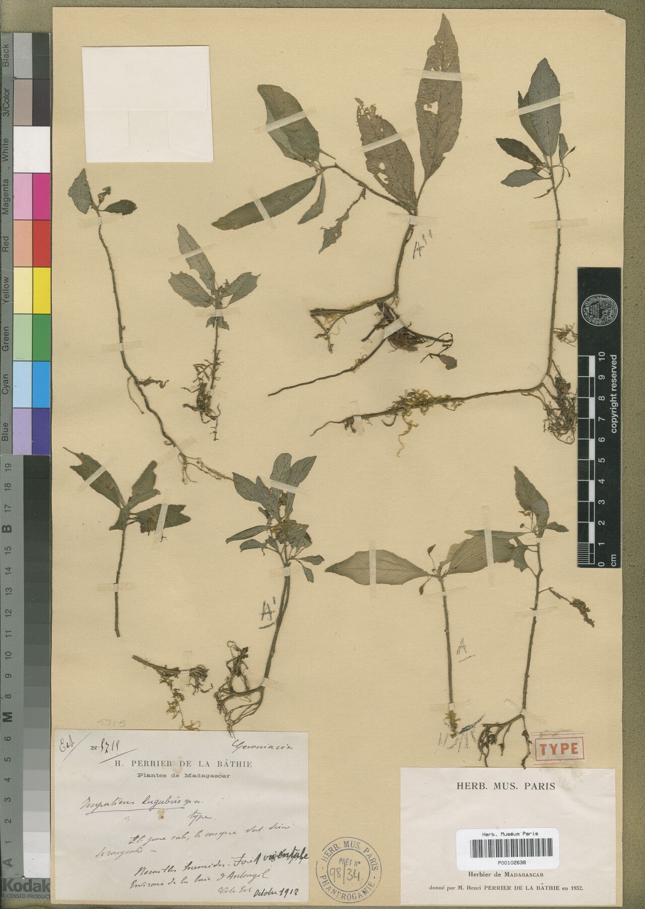 Impatiens lugubris — houseplant care guide