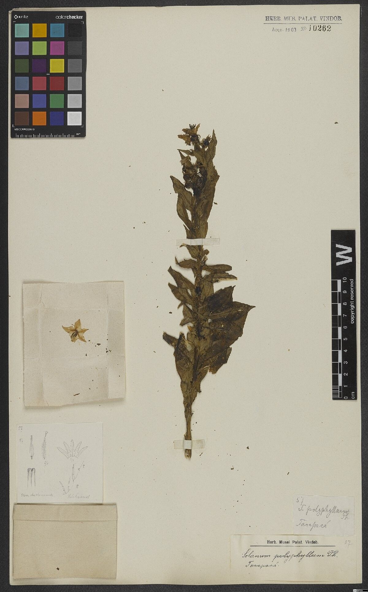 Solanum polyphyllum — houseplant care guide