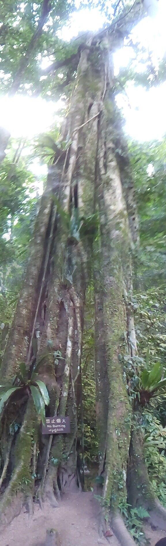 Combretum latifolium habit