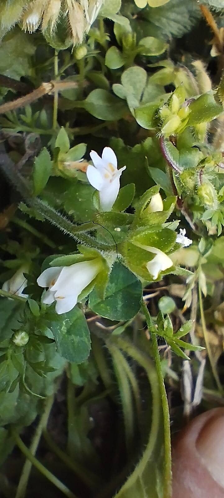 Mazus surculosus other