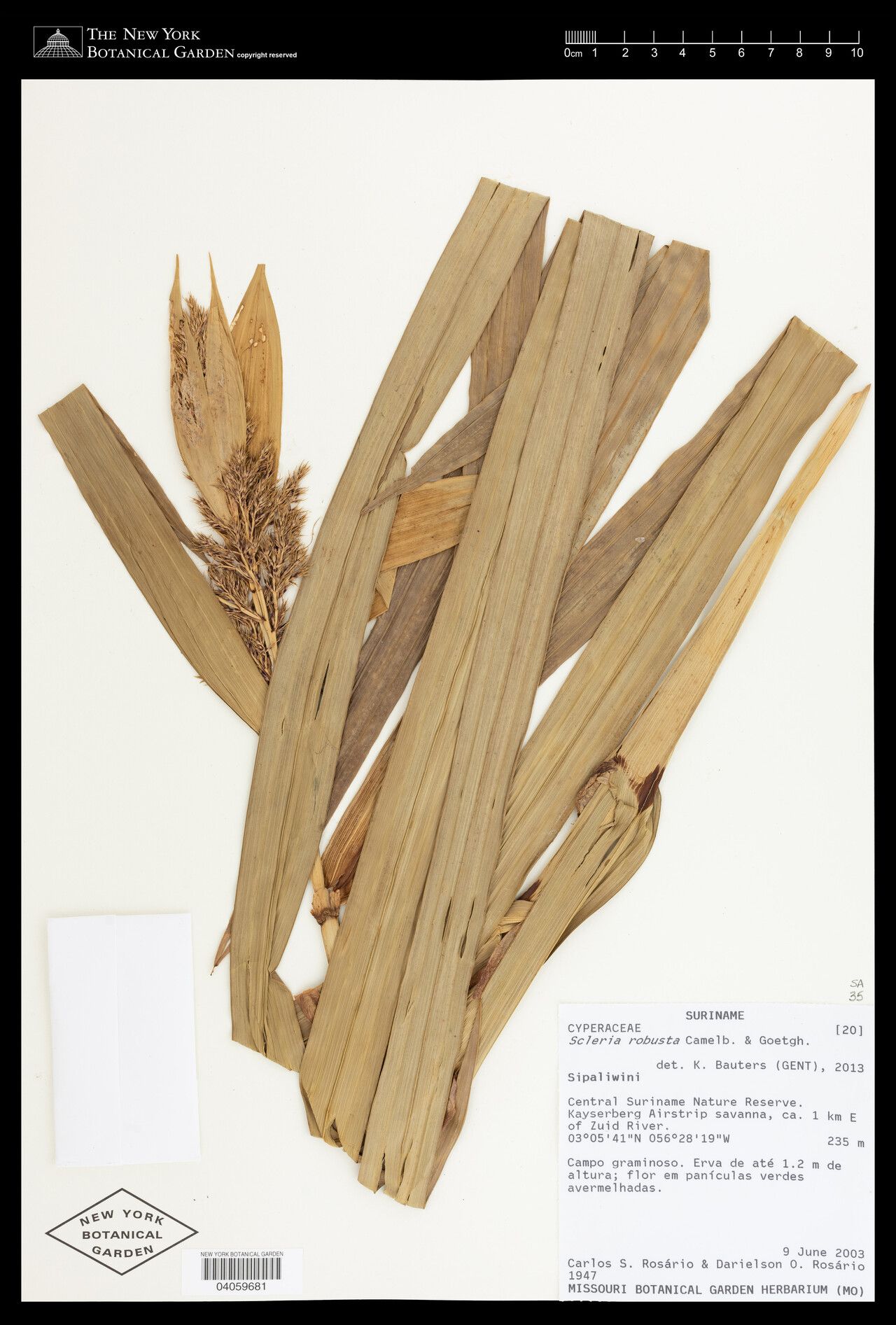 Scleria robusta fruit