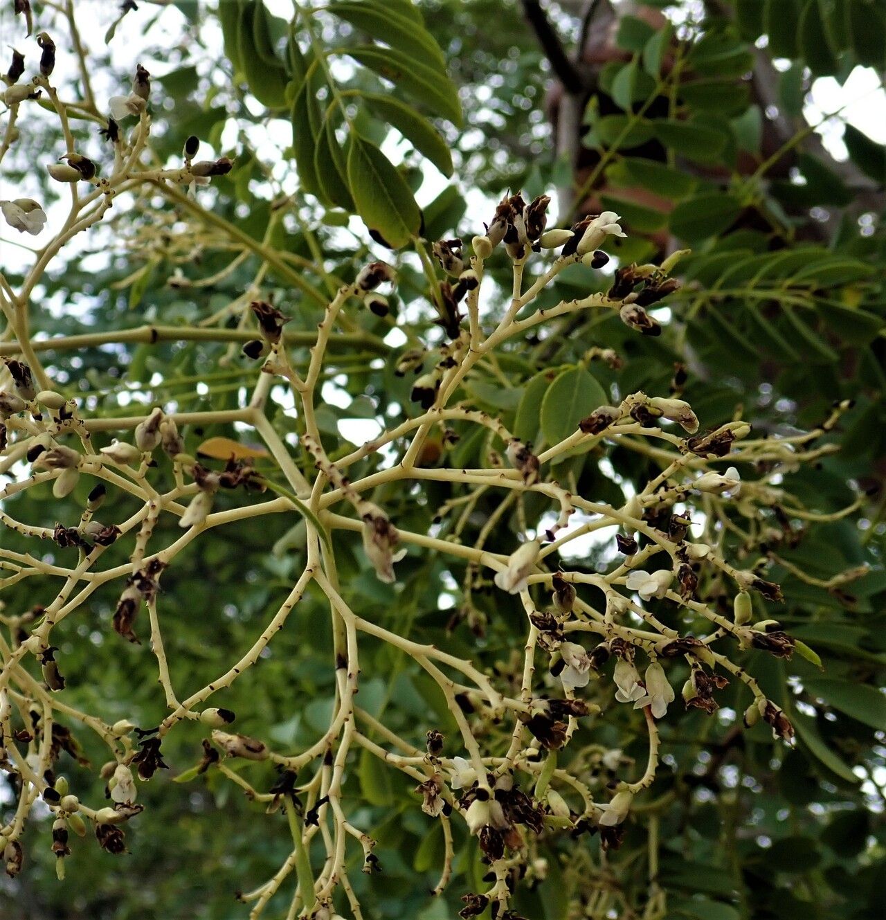 Dalbergia hildebrandtii flower