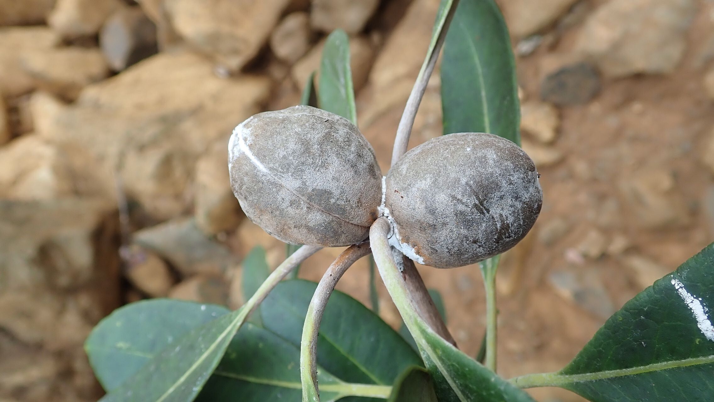 Pittosporum scythophyllum fruit