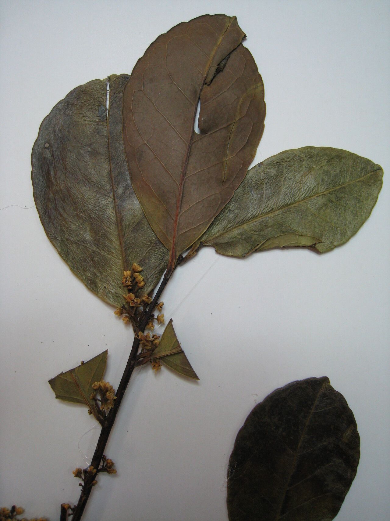 Ilex laureola — search result for 'Ilex'